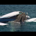 Les Dents de la mer 4 (Jaws 4) - Capture Blu-ray