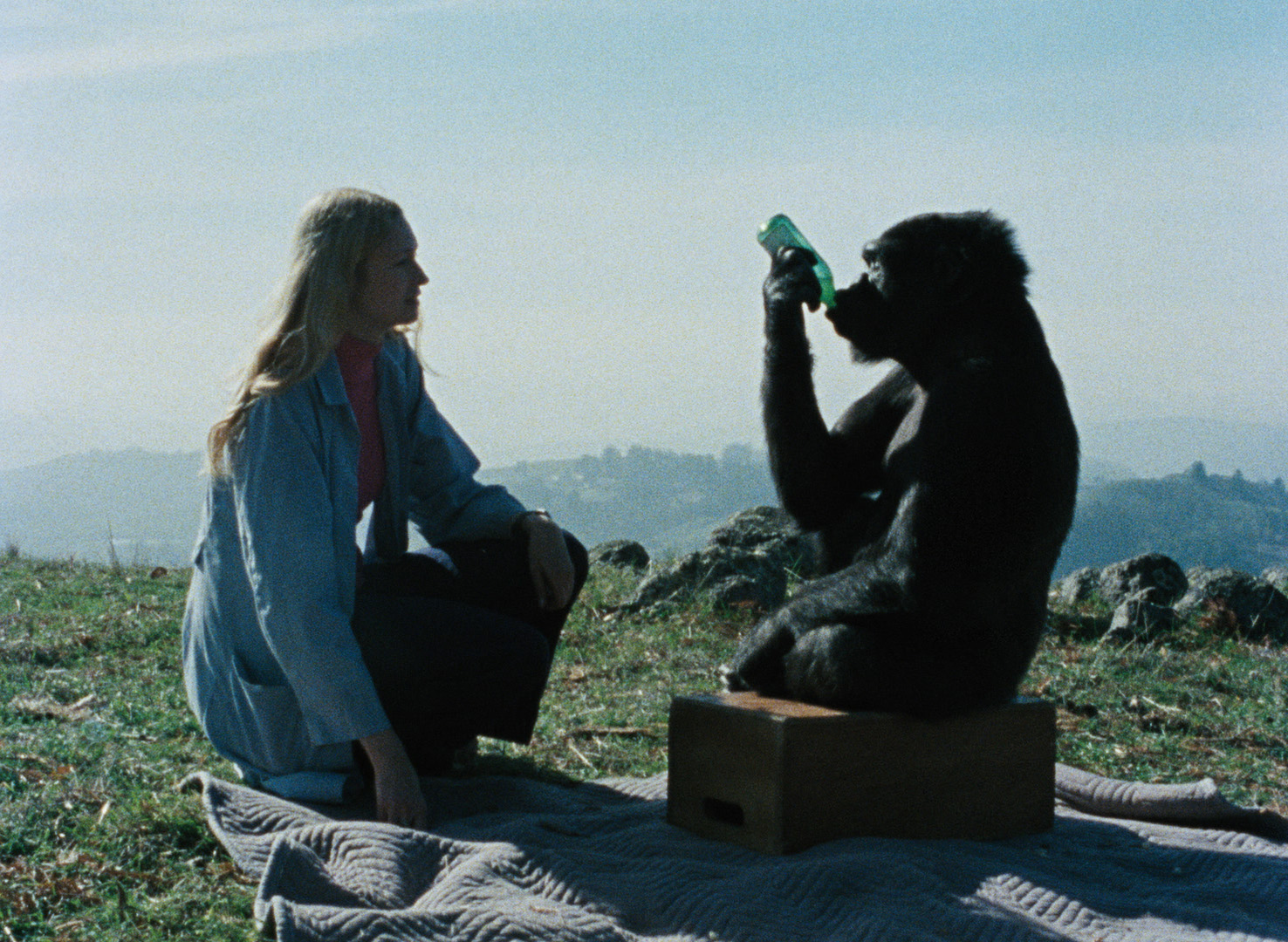 Koko, le gorille qui parle de Barbet Schroeder - Coffret Carlotta